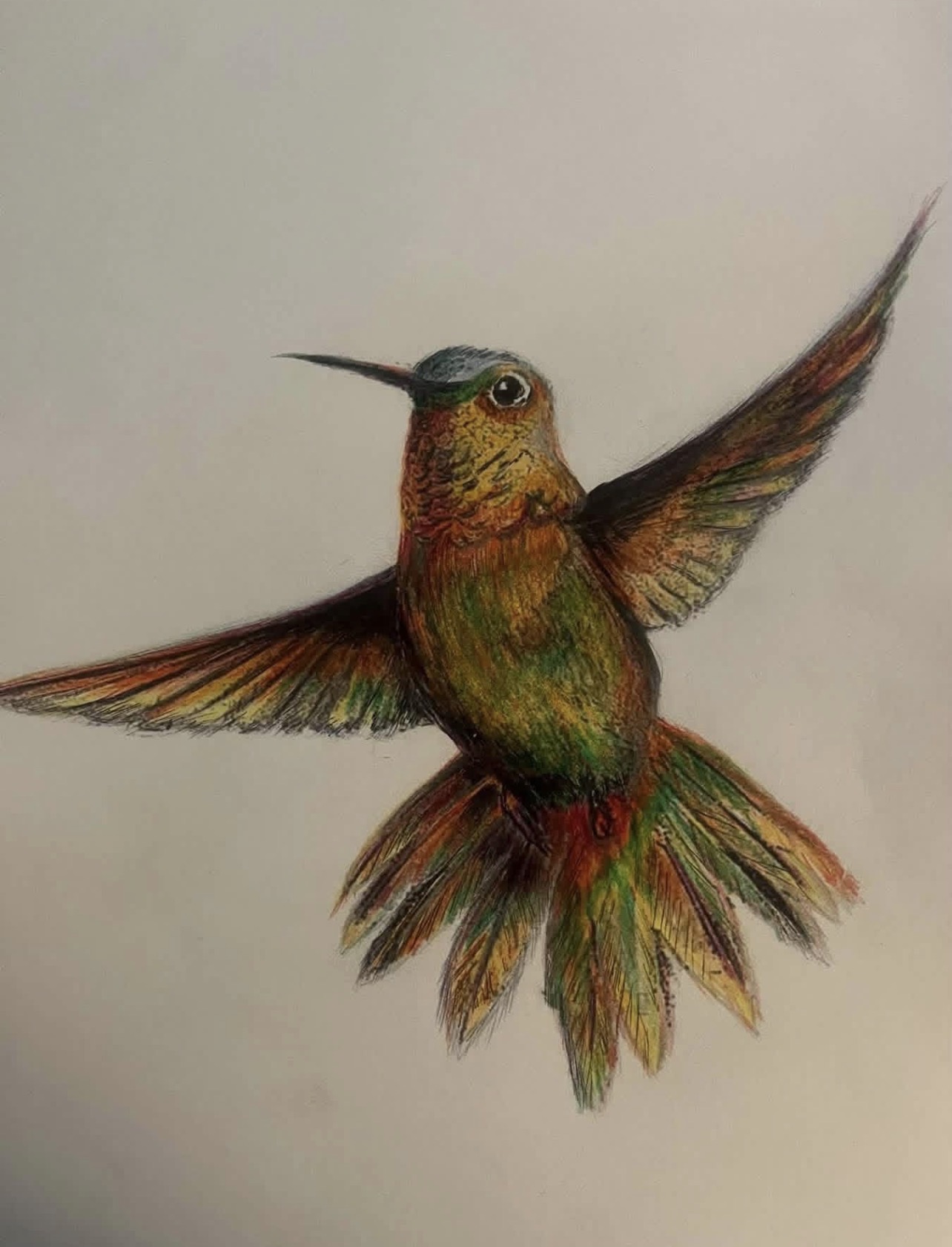 California Hummingbird